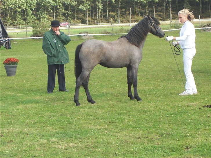 Welsh Pony af Cob-type (sec C) Skovbjergs Princess SOLGT billede 16