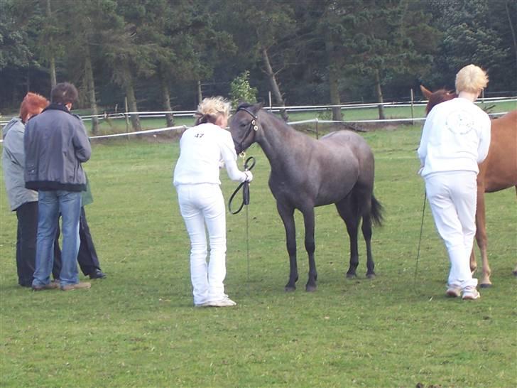 Welsh Pony af Cob-type (sec C) Skovbjergs Princess SOLGT billede 17