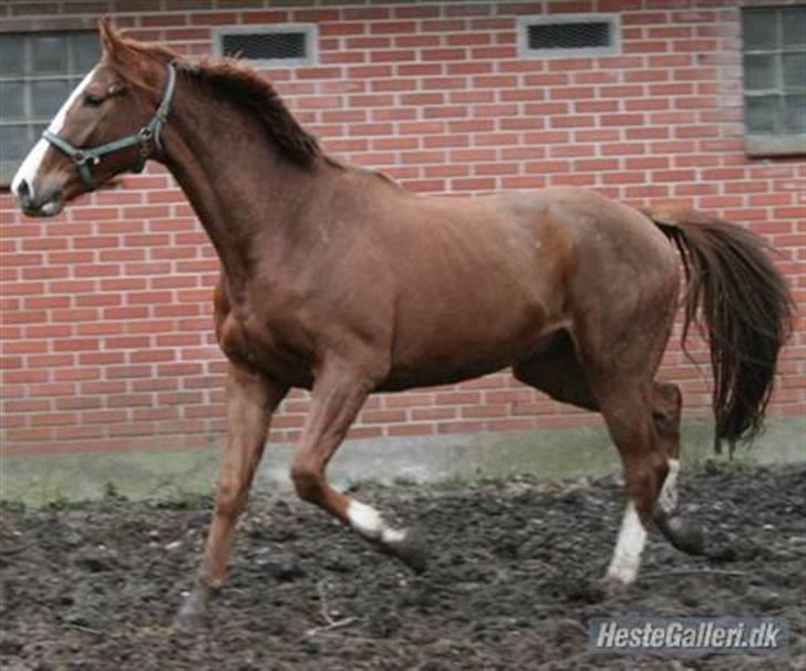 Anden særlig race Estrupvangs Poseidon - Poseidon som lille baby :D taget af Camilla. billede 6