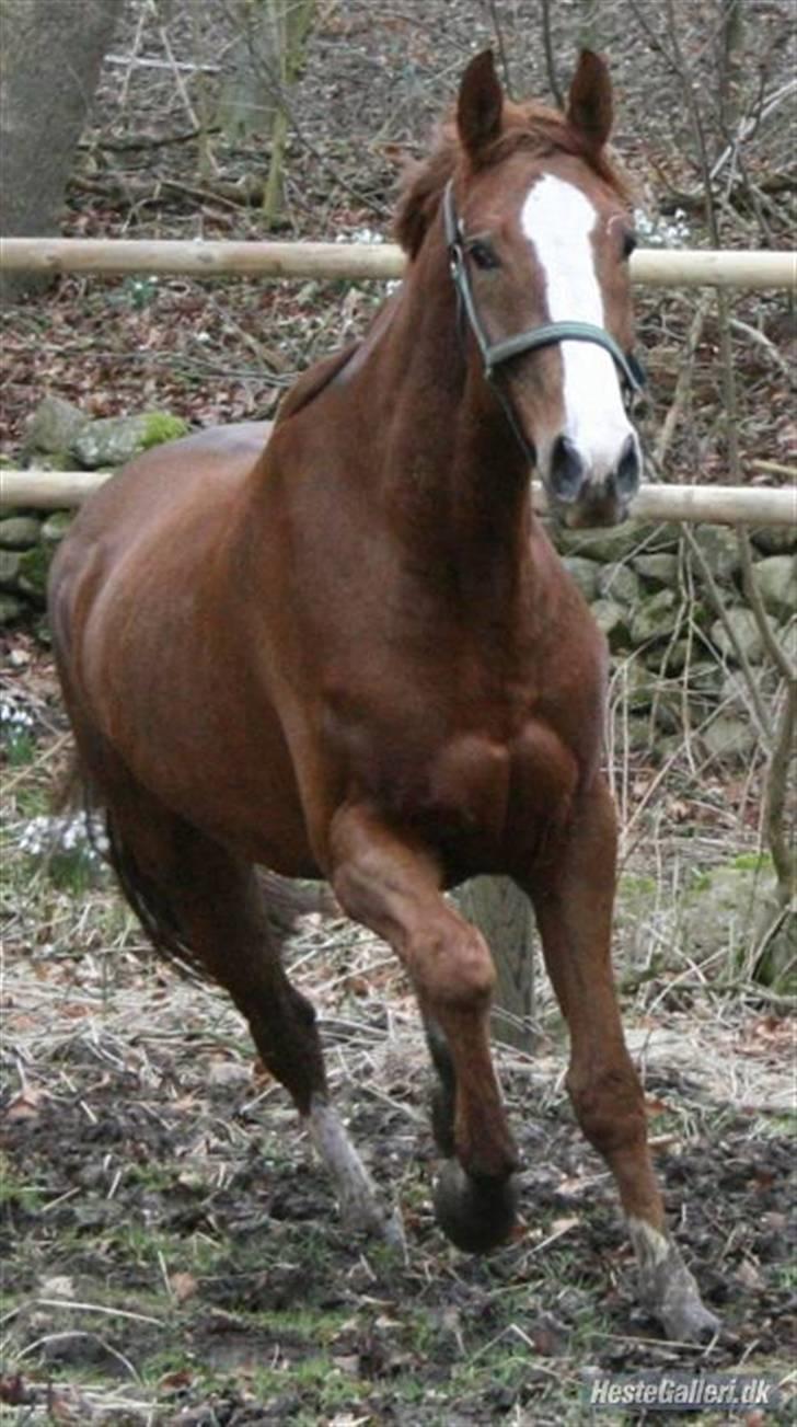 Anden særlig race Estrupvangs Poseidon - yndlings possi :D Taget af camilla. billede 7