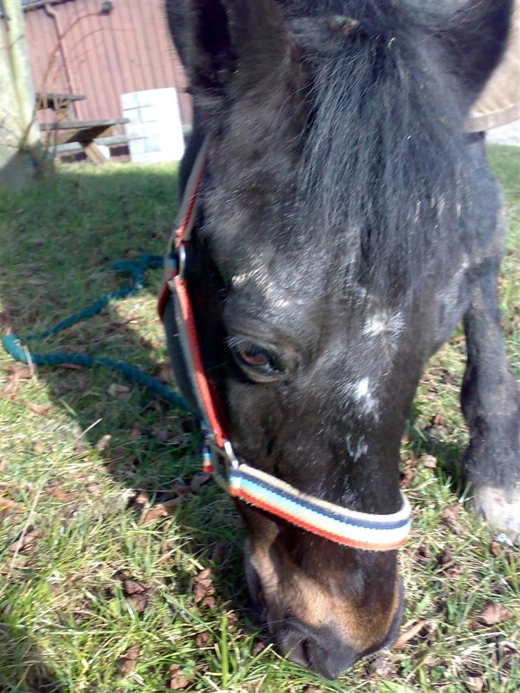 Connemara Illias R.I.P :'( billede 13