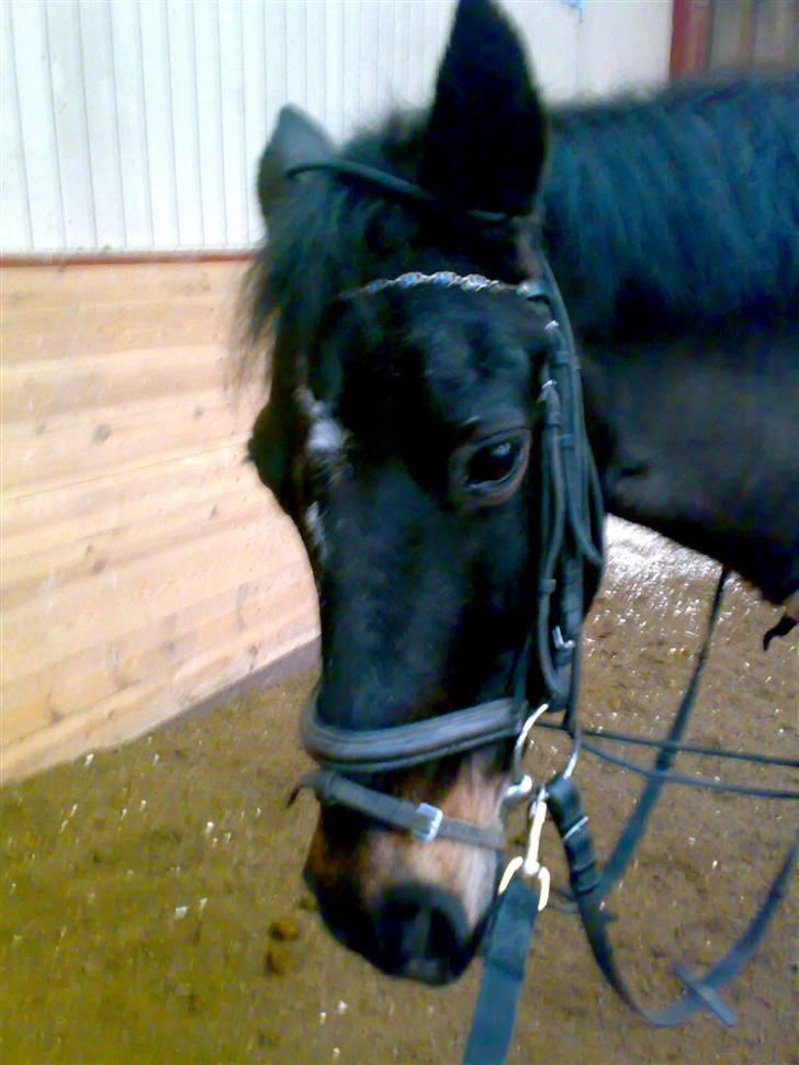 Connemara Illias R.I.P :'( billede 14