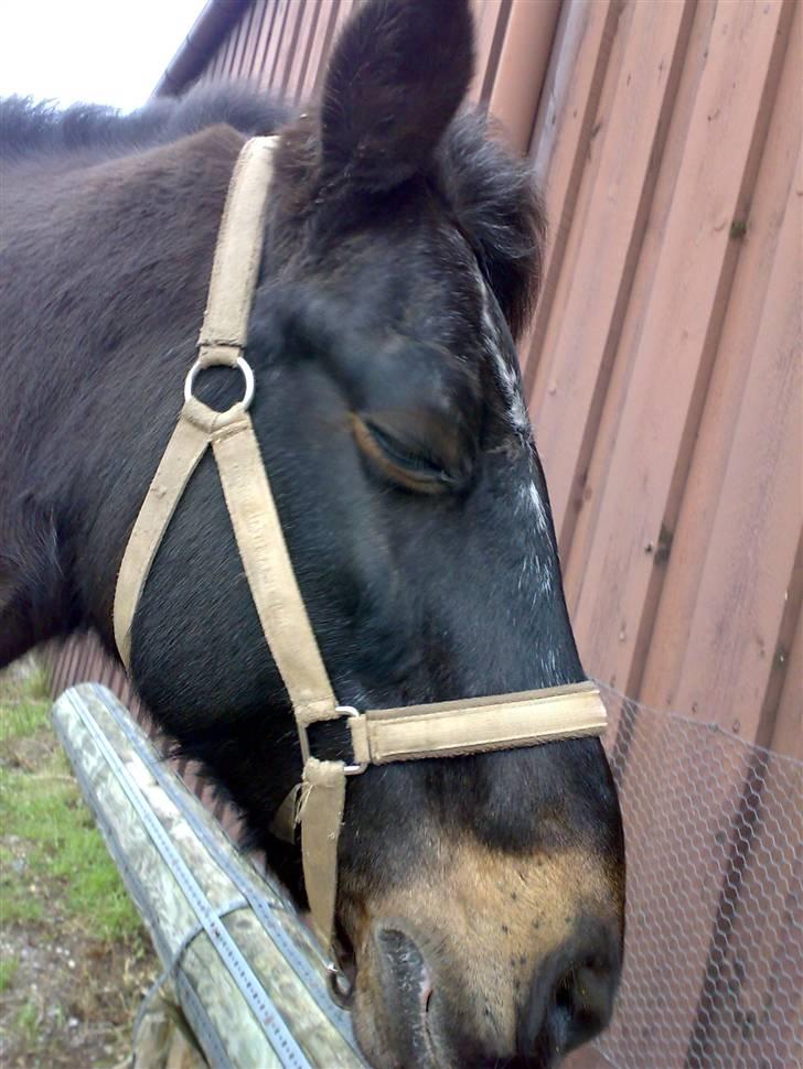 Connemara Illias R.I.P :'( billede 15