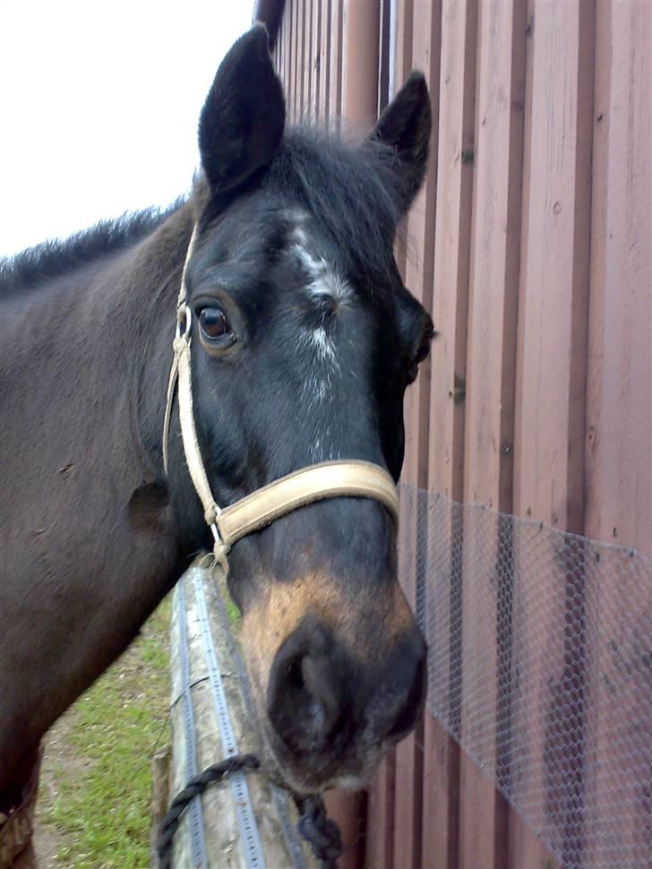 Connemara Illias R.I.P :'( billede 16