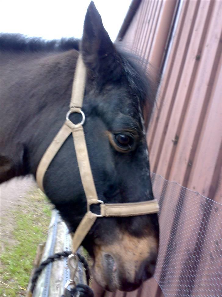 Connemara Illias R.I.P :'( billede 17