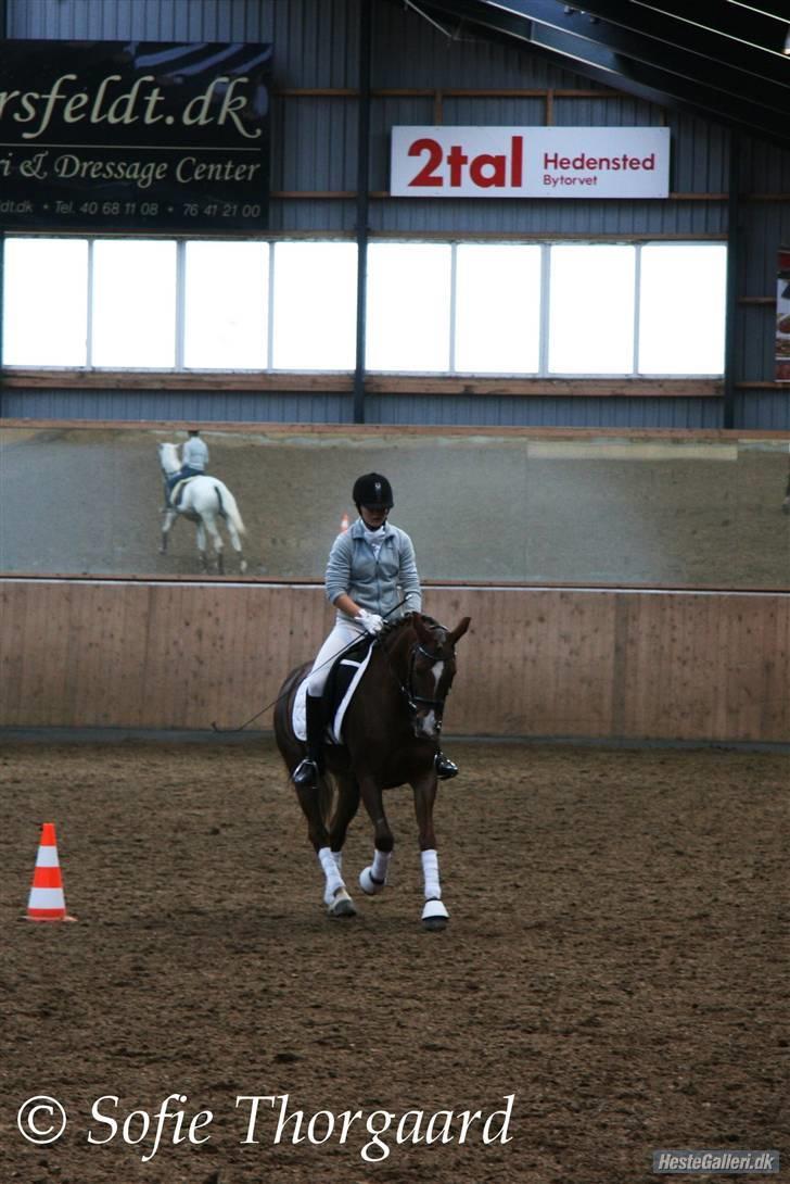 Hollandsk Sportspony Luna Stauslykke - stævne i hedensted. taget af Sofie Thorgaard. billede 8