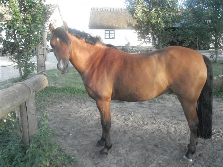 Welsh Pony af Cob-type (sec C) Napo Jack - super smukker jack billede 2