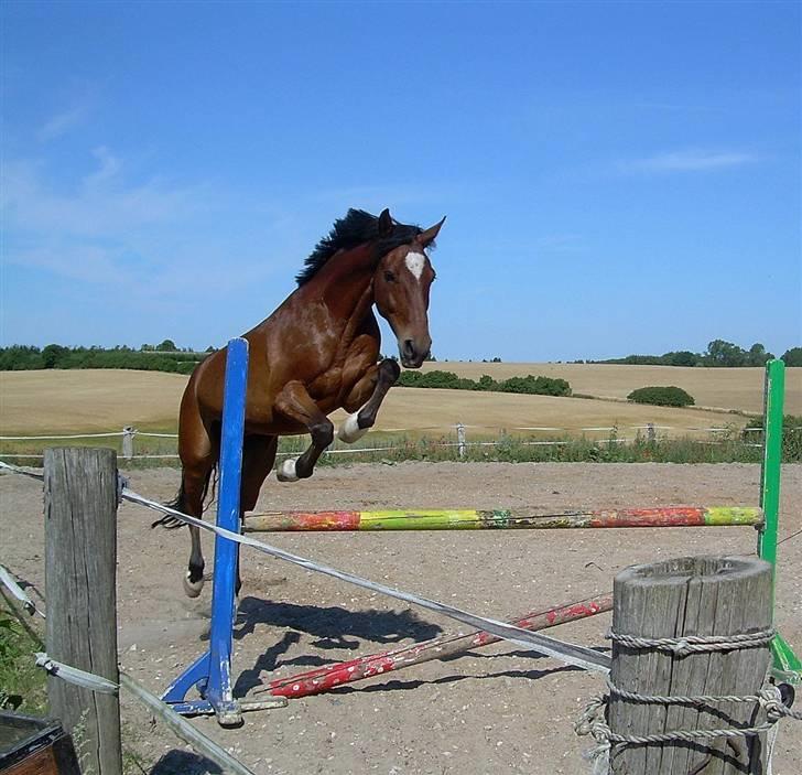 Anden særlig race Kalif billede 4