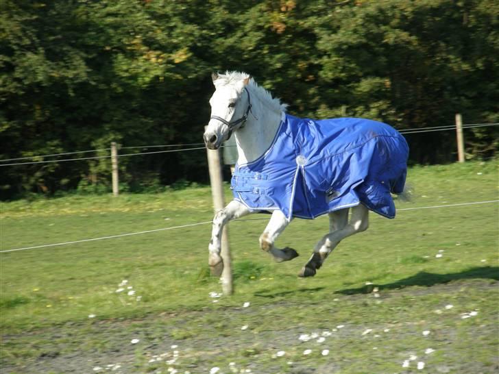 Anden særlig race Macnito solgt! <3 - wiiiiii jeg flyver billede 6