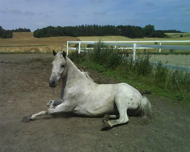 Anden særlig race Macnito solgt! <3 - jeg orker ikk stå op det er så varmt billede 7