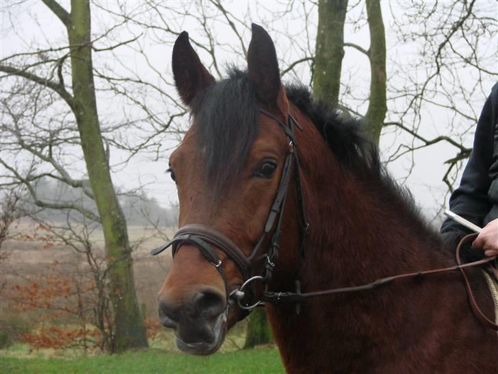 Anden særlig race Fighter  "solgt" - aller første gang mor var oppe på   mig,  billede 8
