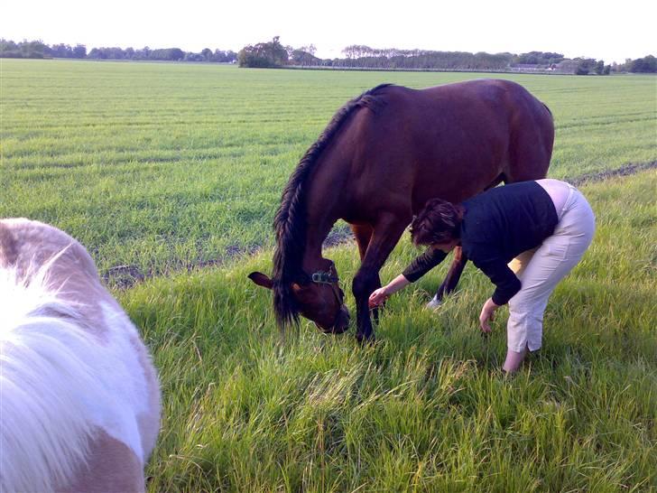 Anden særlig race Fighter  "solgt" - hvad gør man ikke for en gulerod billede 9