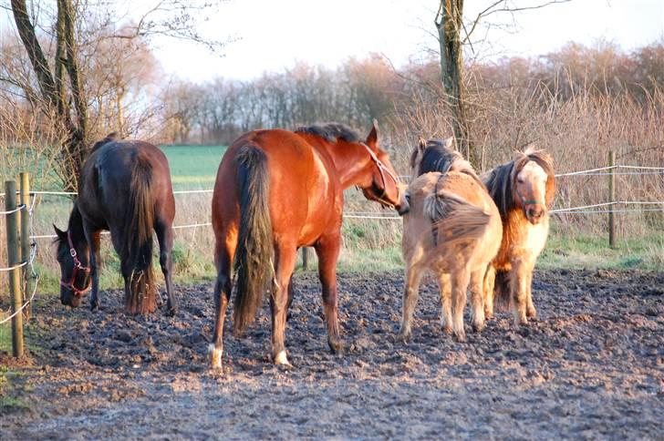 Anden særlig race Fighter  "solgt" - mig og mine gamle damer billede 10