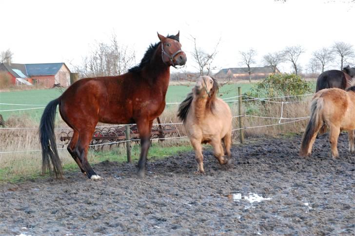 Anden særlig race Fighter  "solgt" - av av lad være, jeg har ikke gjort noget billede 12