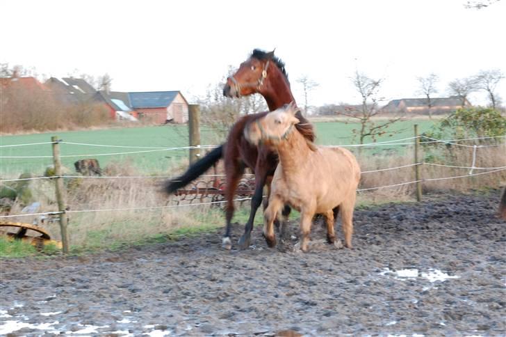Anden særlig race Fighter  "solgt" - hjælp billede 13