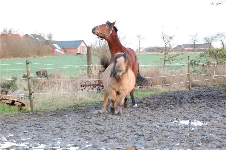 Anden særlig race Fighter  "solgt" - hvordan kommer man væk fra  sådan en harpe billede 14