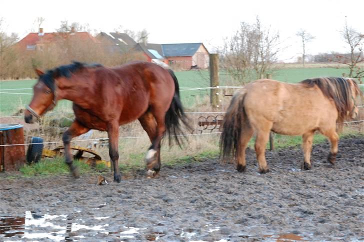 Anden særlig race Fighter  "solgt" - lad mig komme væk, inden det giver flere skrammer billede 15