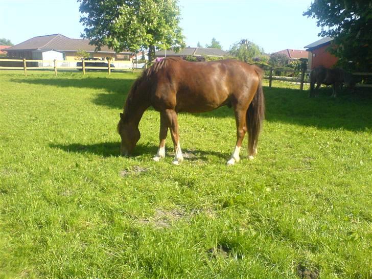 New Forest Sirocco *R.I.P* billede 16