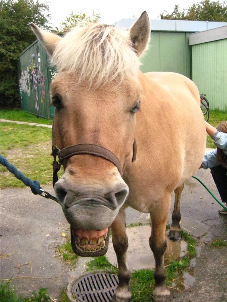 Fjordhest Jasmin<'3 Solgt ! :'( - Smukke tænder, <´3 I miss you 4ever ? billede 16