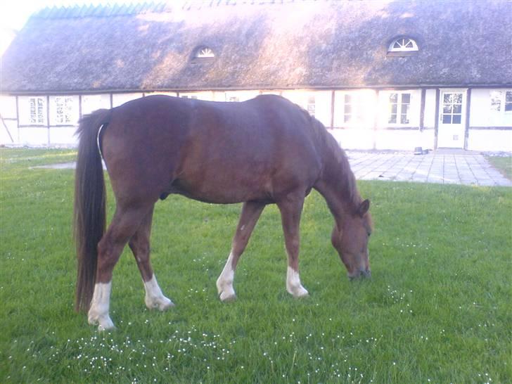 New Forest Sirocco *R.I.P* billede 17