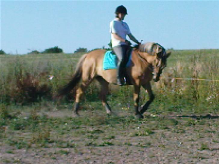 Anden særlig race ribena - michele på ribena  billede 16
