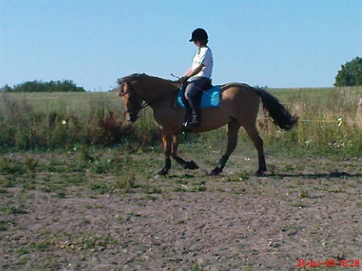 Anden særlig race ribena - michele på ribena  billede 17
