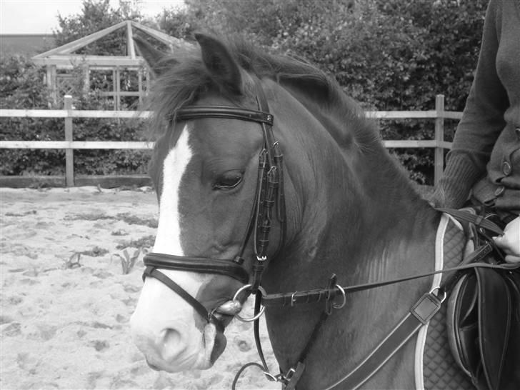 DSP Bella R.I.P ;'(  - træning, i denne sommerferie billede 7