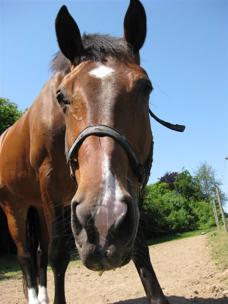 Dansk Varmblod                                    - Lantino (Mule - se hvor han savler! :o) billede 6