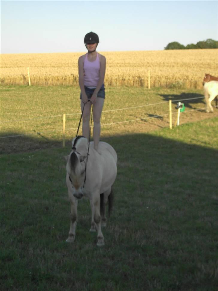 Fjordhest Freja - Så kom Lene endelig op at stå - hun ville hellere æde græs, så det var lidt svært. :P  (foto: mig/kamera) billede 18