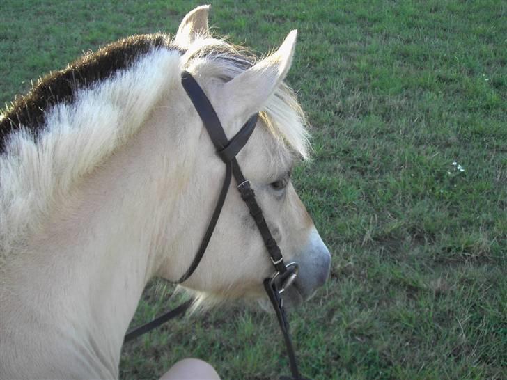Fjordhest Freja - Hendes store hoved - ikke også Lene. ;)  (foto: Lene/kamera) billede 19