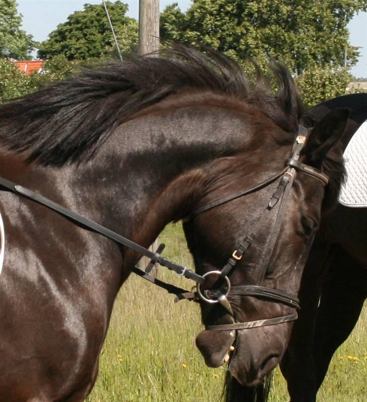 Anden særlig race TiMon  -solgt  -  - Velkommen til Monses profil -Her til sponsorstævne, vi fik 2.pladsen i springning.. metode B4 :o billede 1