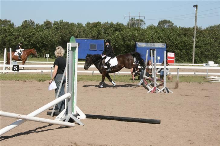 Anden særlig race TiMon  -solgt  - Sponsorstævne :) billede 2