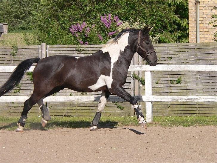 Pinto Pelé (Torriggårdens Pelè) - Min Soulmate <3 - Elsker dig højere end ord kan beskrive. Vi skal altid være sammen <3 ! billede 6