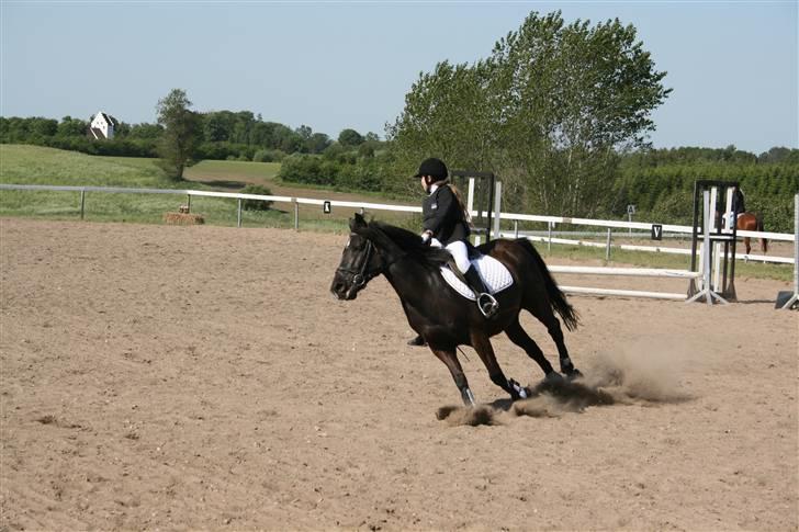 Anden særlig race TiMon  -solgt  - Monse havde godt fut på til det sponsorstævne! :D billede 4