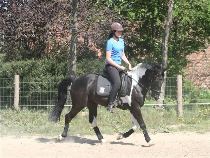 Pinto Pelé (Torriggårdens Pelè) - Min Soulmate <3 - Træning på banen,, sommeren 2009 <3 billede 15