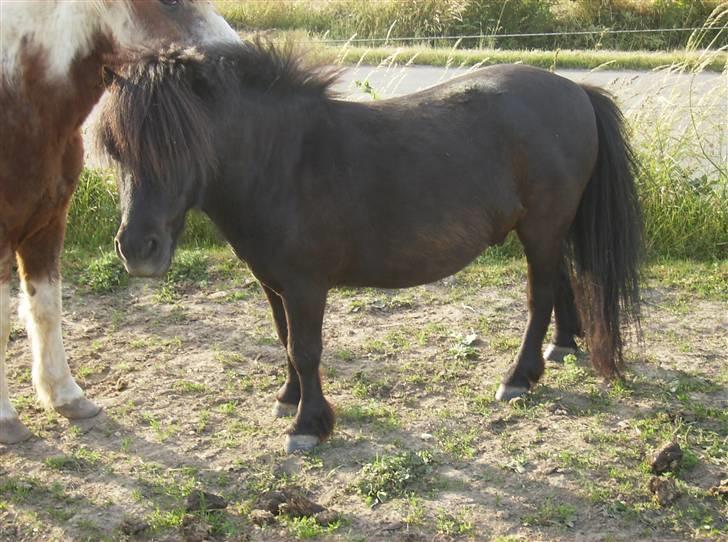 Shetlænder Jolly Jumper  billede 16