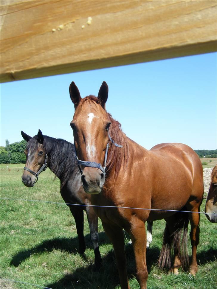 Anden særlig race Karego (Død) <3 billede 5
