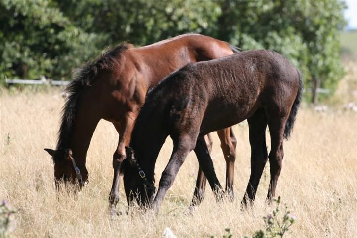 Frieser Ayla af Hestagergaard - Synkron-græsning. Ny OL-diciplin? billede 7