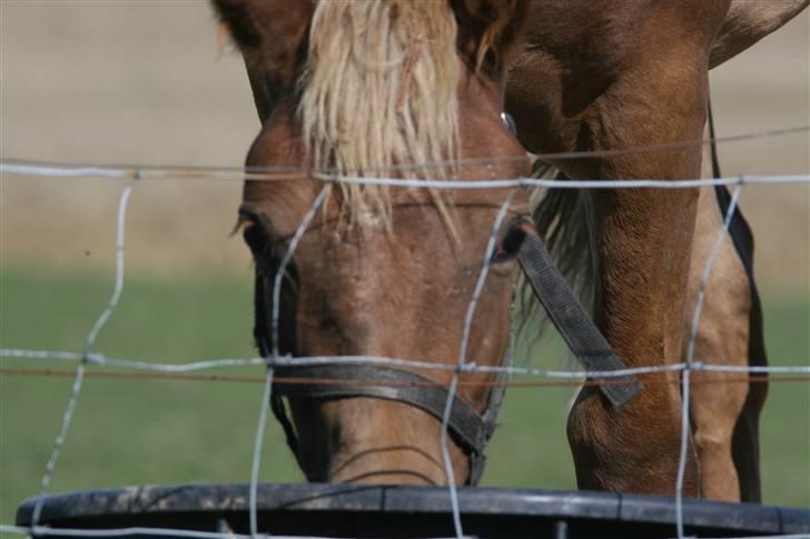 Welsh Partbred (Sec F) Solhøj's Haleigh *SOLGT* billede 1