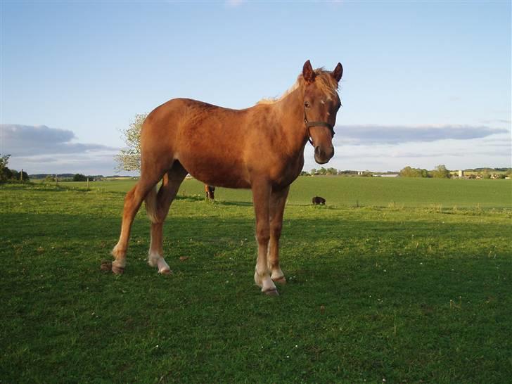 Welsh Partbred (Sec F) Solhøj's Haleigh *SOLGT* billede 2