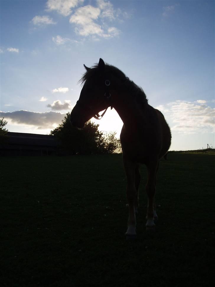 Welsh Partbred (Sec F) Solhøj's Haleigh *SOLGT* billede 3