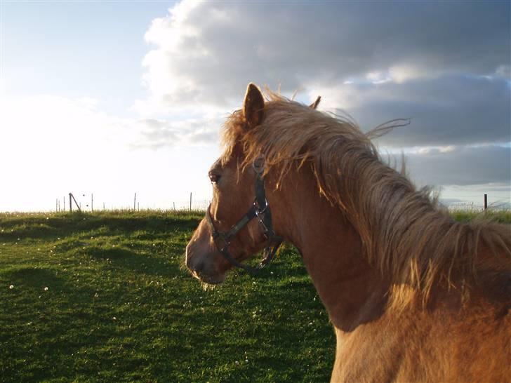 Welsh Partbred (Sec F) Solhøj's Haleigh *SOLGT* billede 4