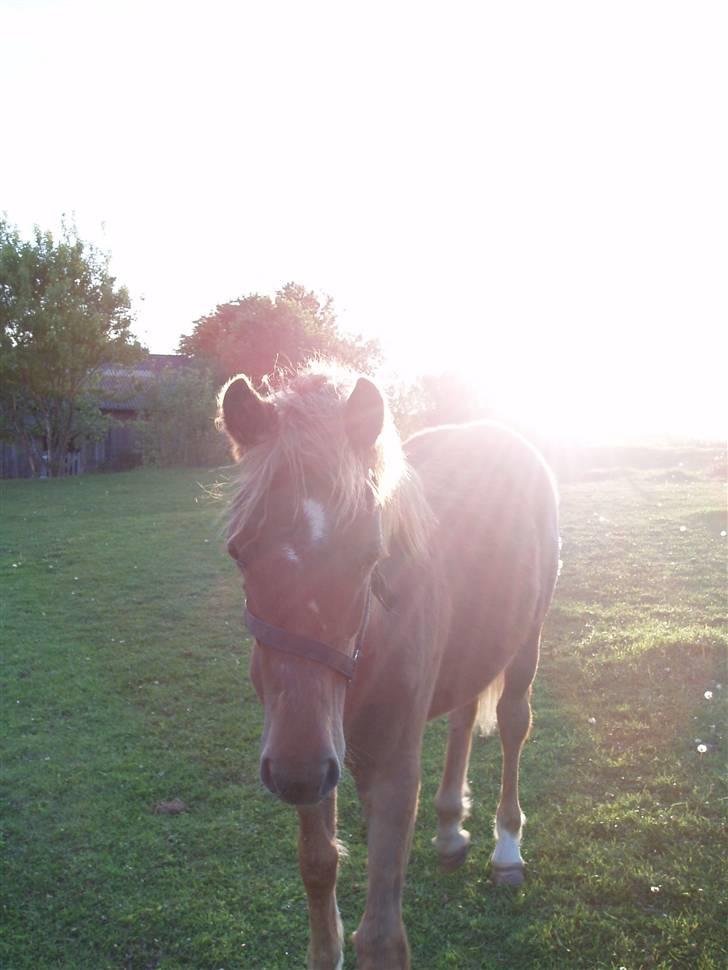 Welsh Partbred (Sec F) Solhøj's Haleigh *SOLGT* billede 5