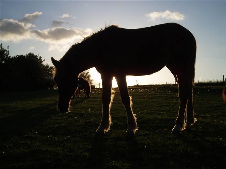 Welsh Partbred (Sec F) Solhøj's Haleigh *SOLGT* billede 6