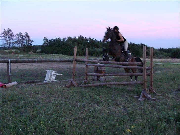 Anden særlig race Shanell - *solgt* :'( - 120 cm ;D fotograf, nathasja <3 billede 17