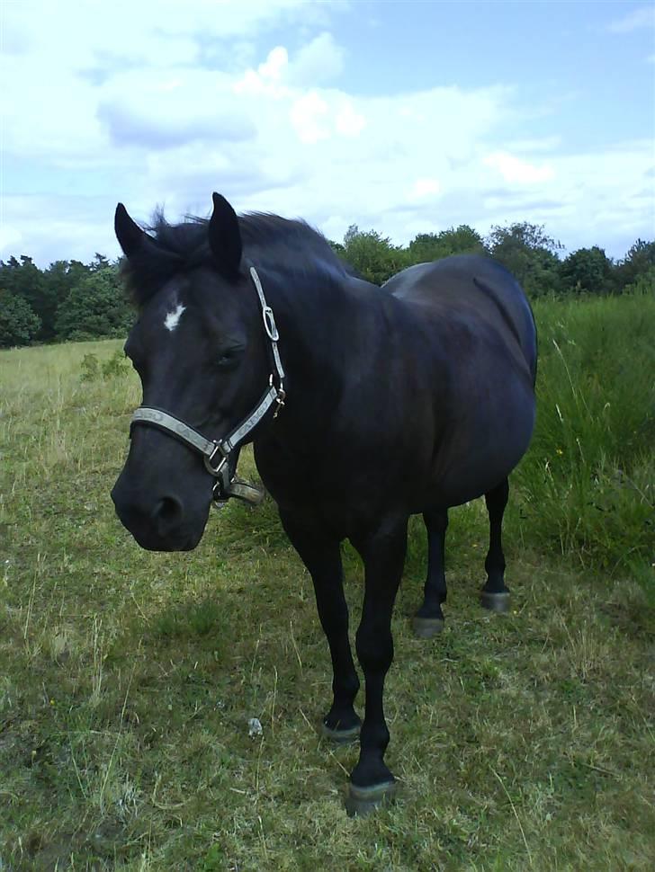 Anden særlig race Black Beauty  - Da jeg var nede og besøge hende. :) sommeren 08.  billede 17