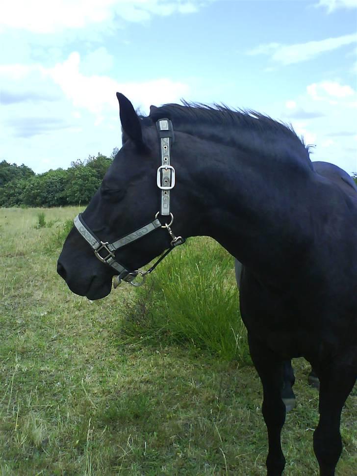 Anden særlig race Black Beauty  - Da jeg var nede og besøge hende, hun har det såå godt. :D billede 18