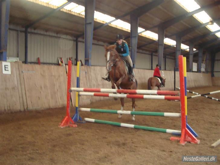 Hollandsk Sportspony Morsø Banks Kashmira SOLGT - højde spring vi kom op på 110 der er dobbelt kopiring da billedet er taget fra signe(fik lov) billede 19