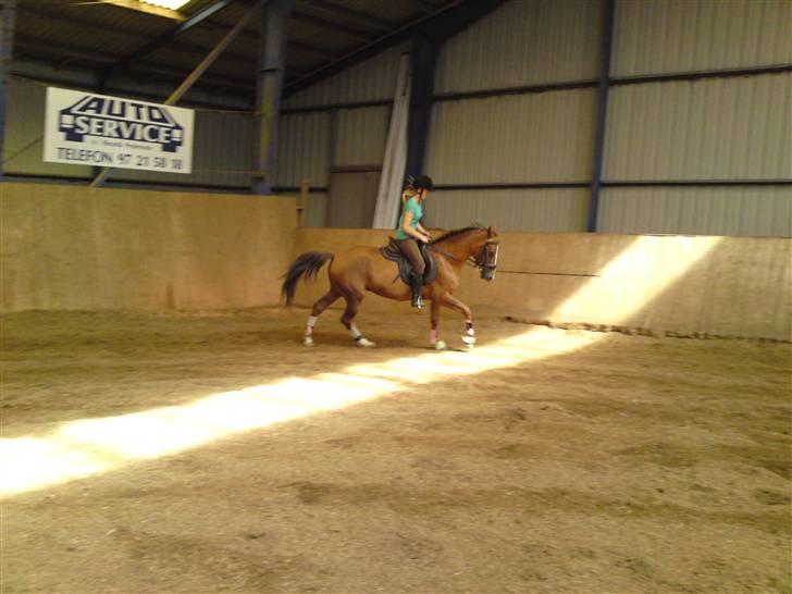 Hollandsk Sportspony Morsø Banks Kashmira SOLGT - galop;D foto signe billede 20