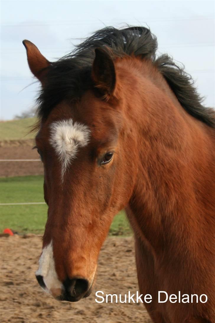 Anden særlig race Delano <3 Himmel hest <3 - Velkommen til Delano billede 1